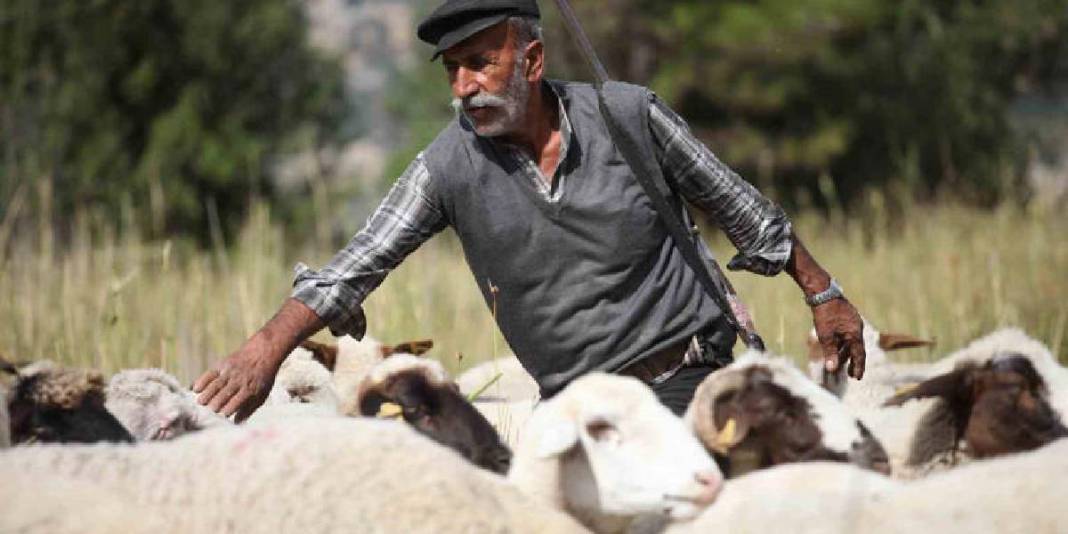 Yarım asırlık meslek aşkı! 50 yıldır dağların efendisi: Azmi hayran bırakıyor! 1